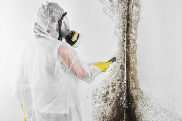 Best Attic Mold Removal  in Roselle, IL